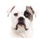 Bulldog