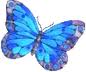bluebutterfly4