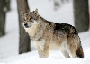 Loup_perdu